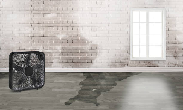 Best Professional water damage repair  in St Marys, WV